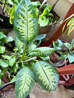 Large Dieffenbachia Plant For Sale