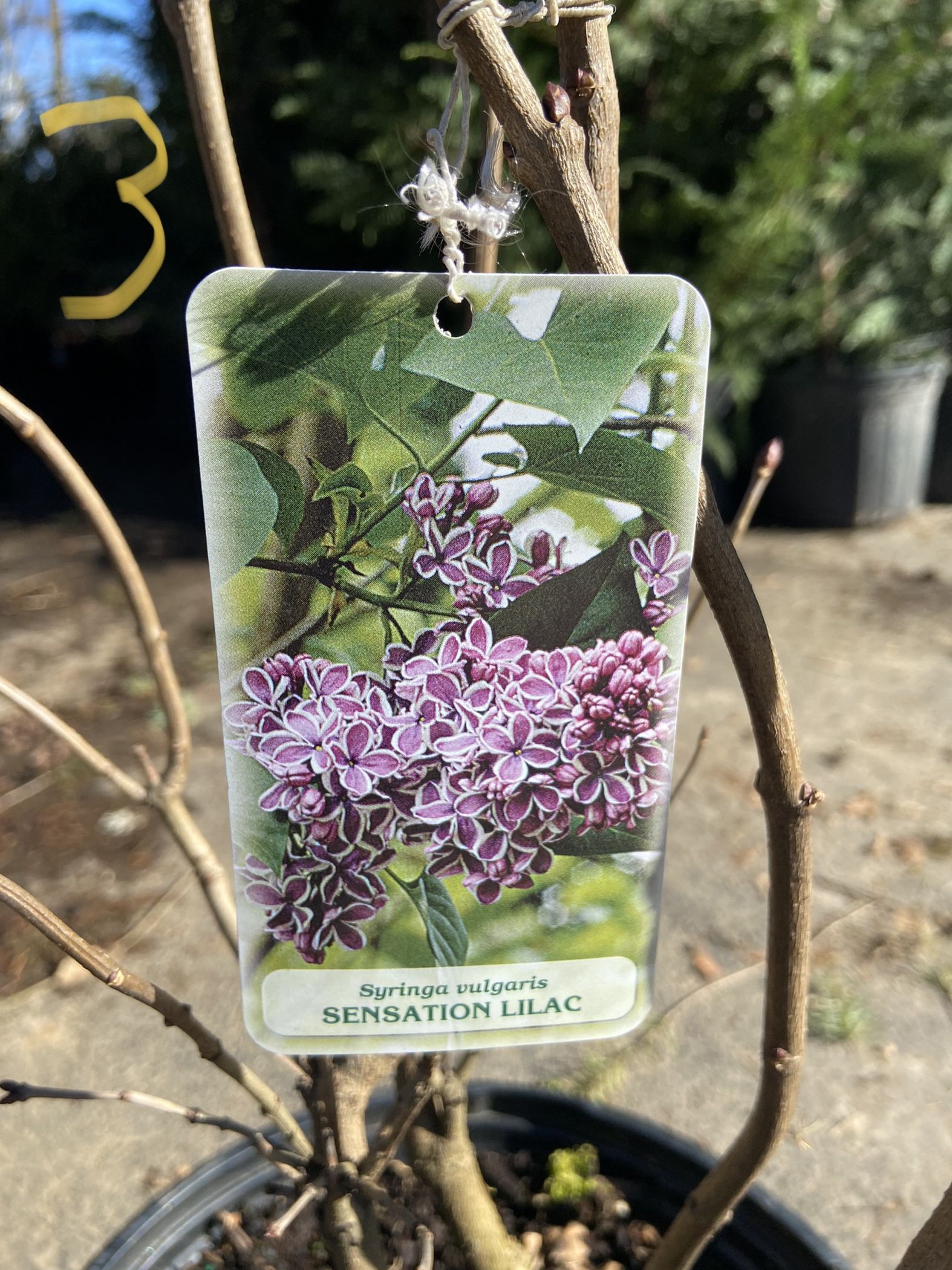 Lilac Bushes for Sale in Portland, OR OfferUp