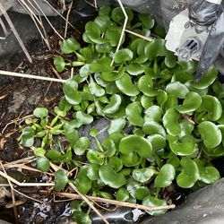 Pond plants (hyacinth )