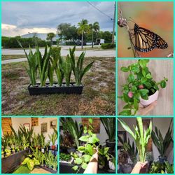 Plants! Indoors Plants. Outdoor Plants. Cactus.  Succulents 