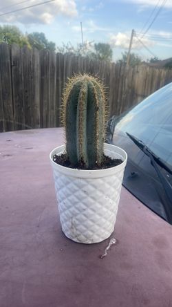 Cuctus plant