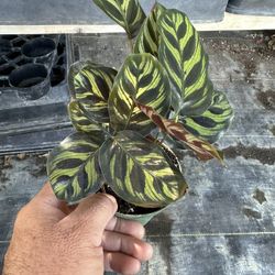 Indoor Plants Or Shade