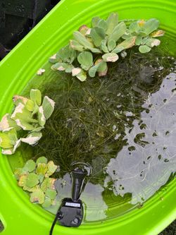 Water Lettuce & Guppy Grass