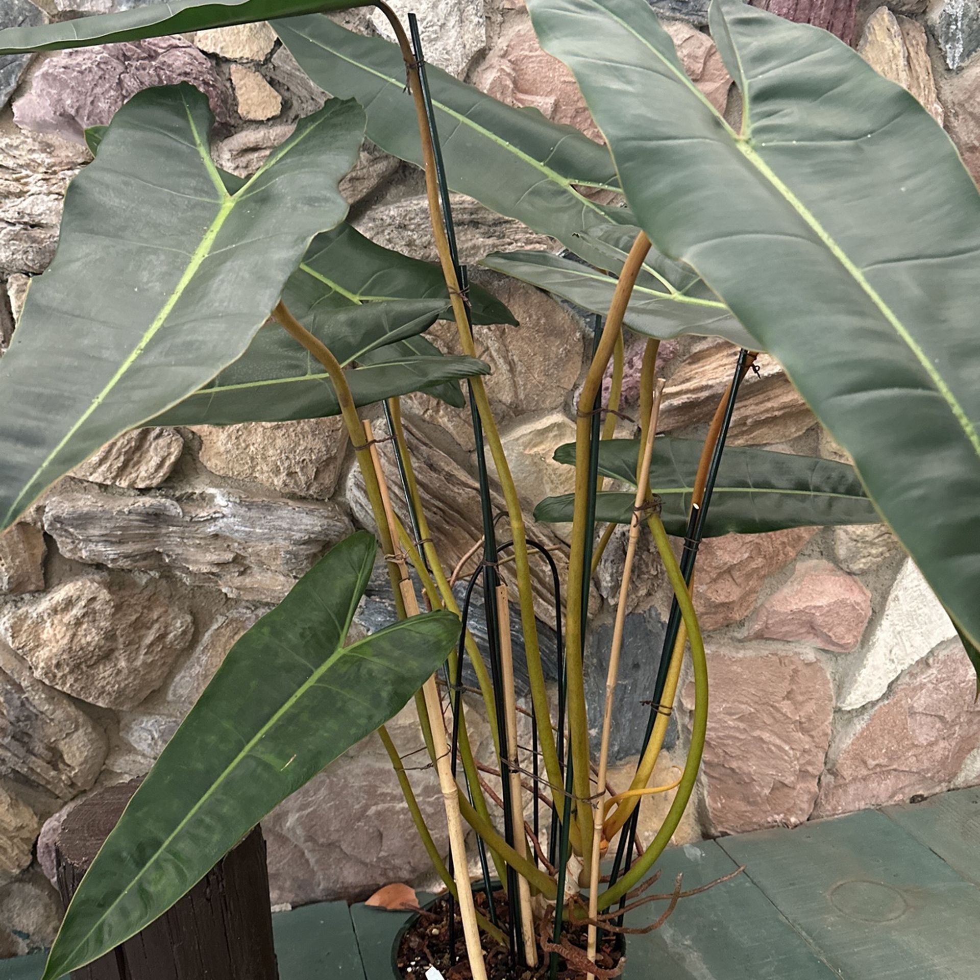Philodendron Billietiea