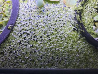 Floating Aquarium Plants