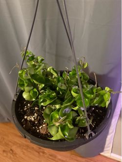 Hoya Indu rope