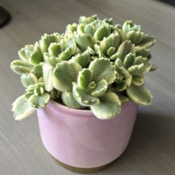 Variegated Bear Paws In 4in Planter 