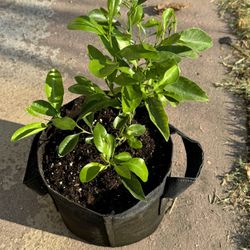 Calamansi Plant Air Layered in 3 Gallon Pot Plant was air layered from a fruiting mature mother Tree