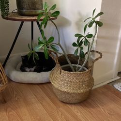 Desert Rose With decorative Ceramic Pot 