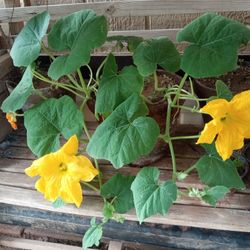 Flor De Calavasa Plant Dif