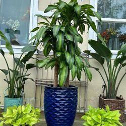 Beautiful Fragrant Dracanea 