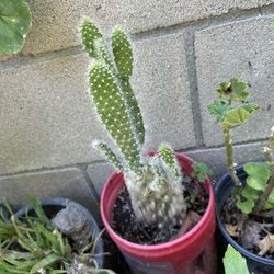 Cactus