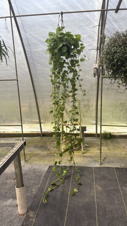 Long Pothos 