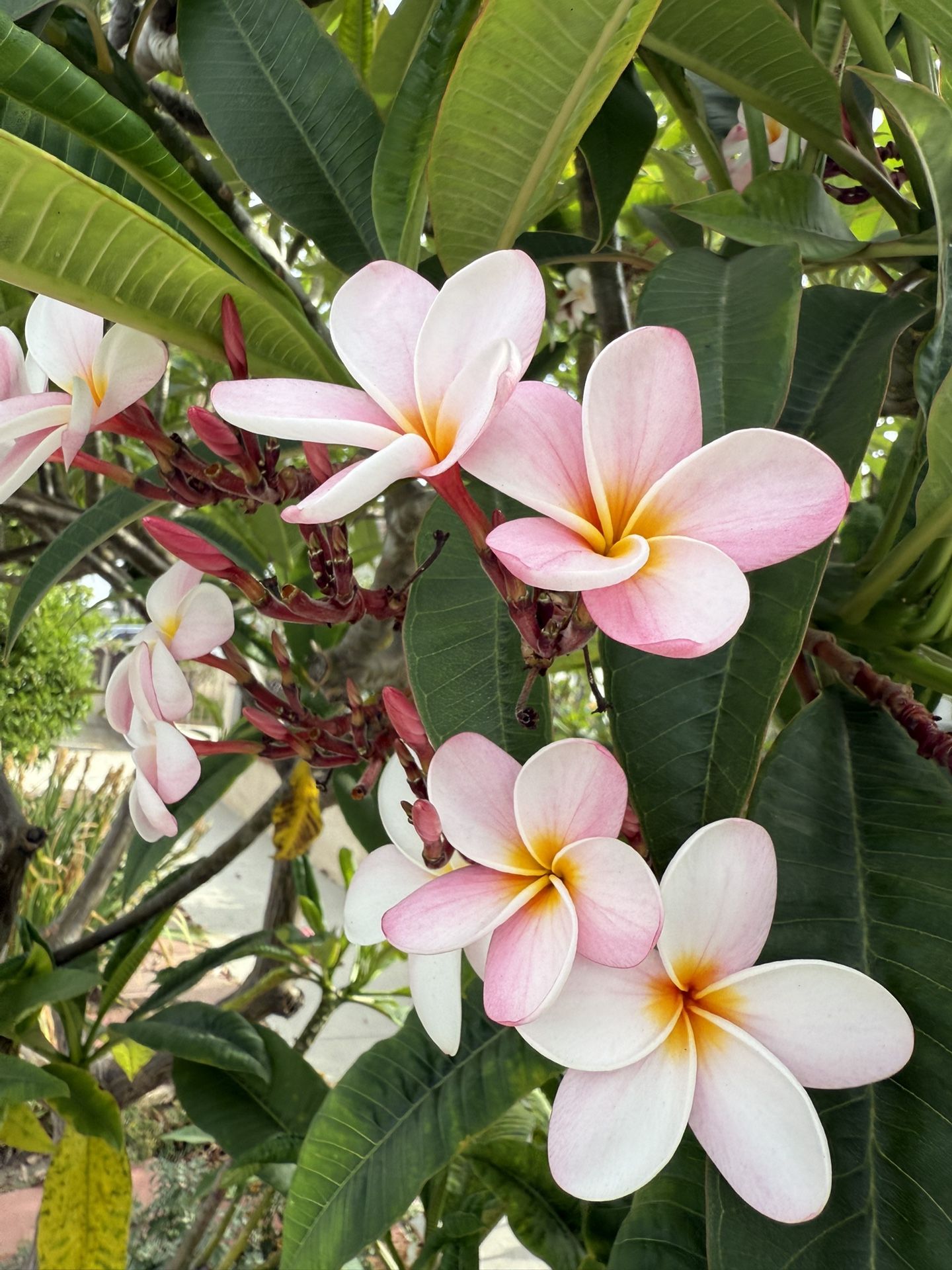 Plumeria Cutting Two Different Size Both For 30 Or 20 The Bigger One And 15 The Smaller One