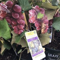 Red Catawba Grape Self Pollinating Fully Grown Seedling Plant Free Black Eyed Susan Plant