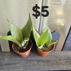 Moonshine Snake Plants