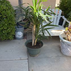 Yucca Plant