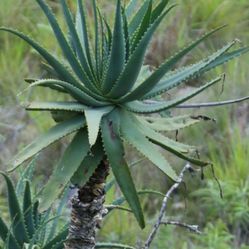 Beautiful Old Aloe Candleabra In Tree Form