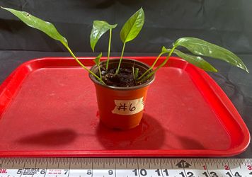 Epipremnum Pinnatum “Skeleton Key” – Rare Aroid