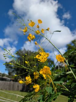 Dwarf Poinciana Yellow