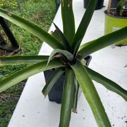 Pineapple Plant 
