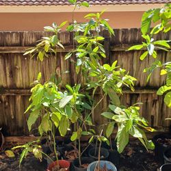 Big avocado Tree