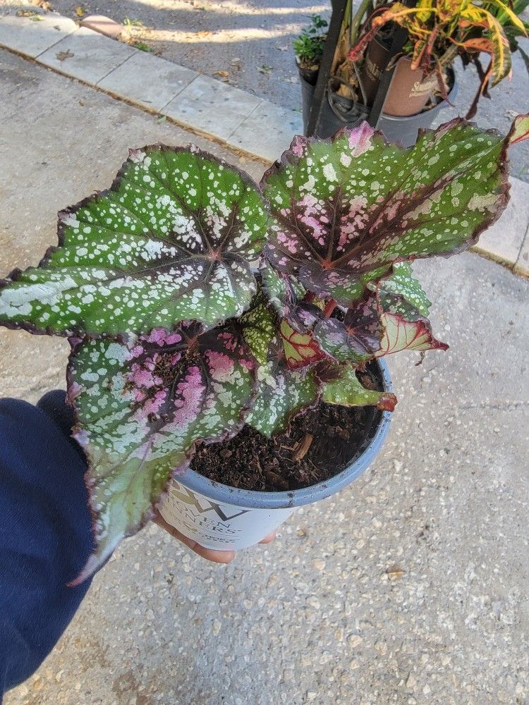 Rare Begonia Planta
