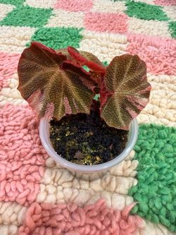 Begonia Soli Mutata Variegated