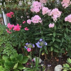 Pink Phloxes Beautiful Fragrant Perennial Flowers.