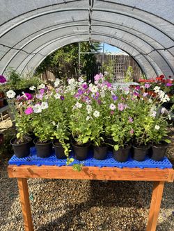 Wholesale Plants/ Locally grown