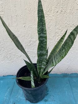 Snake plant (lengua de Suegra)  in 5 inch pot as pictured