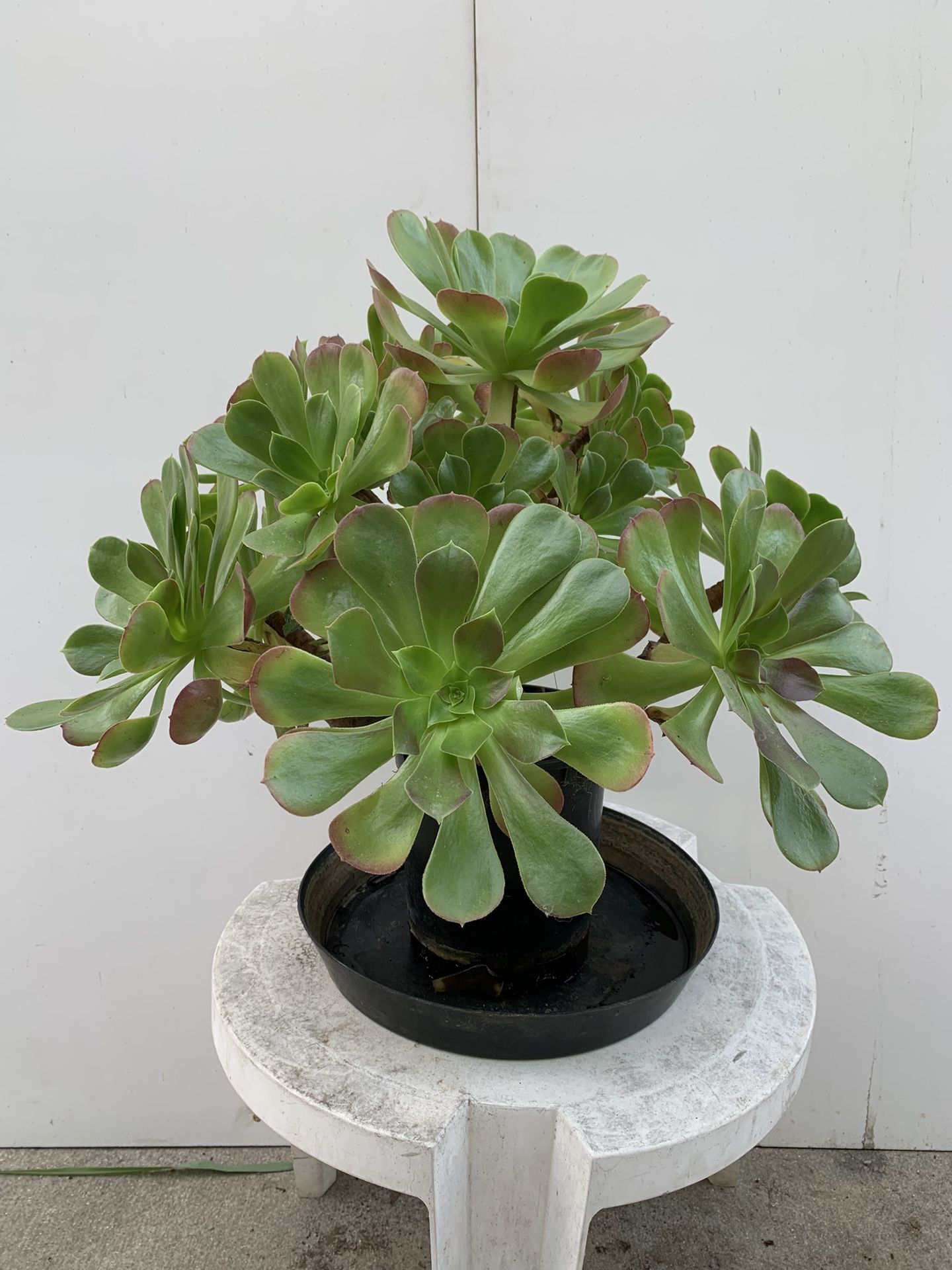 Evergreen Aeonium Arboretum Plant