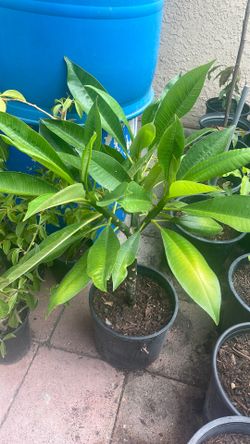 Planta viva de plumeria es color blanca con amarilla