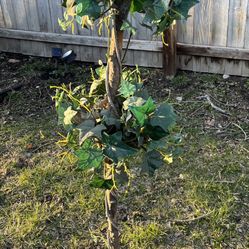 Topiary ivy tree