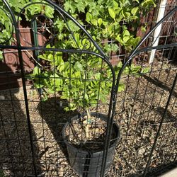 Mexican Lime Trees Loaded With Limes