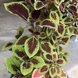 Colorful Coleus Plant In 8” Colorful Pot