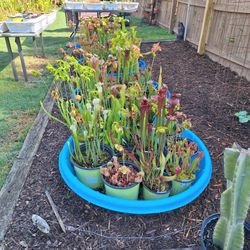 Carnivorous Plants 
