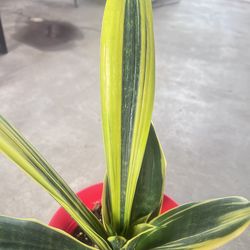 Golden Flame Snake Plant Indoor