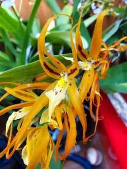 Actively growing rare orchid