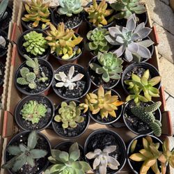 Succulents $5 Each 
