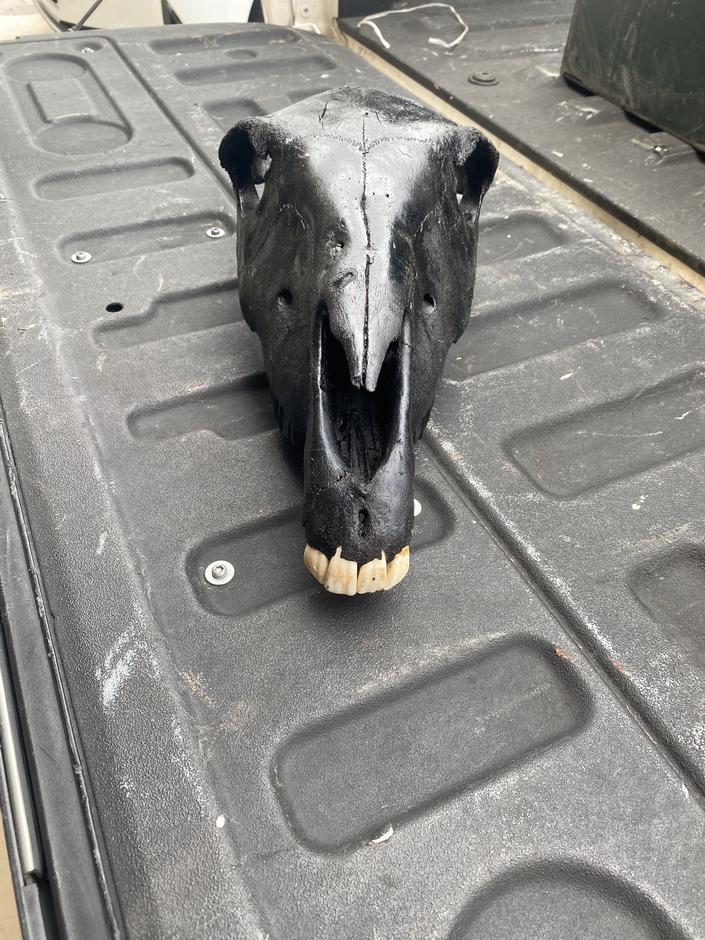 Donkey Skull