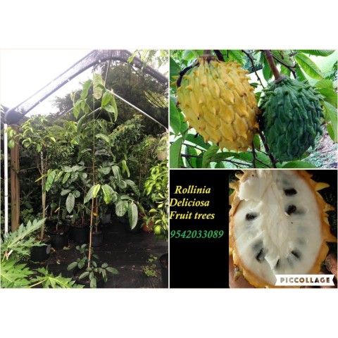 Rollinia Deliciosa Airlayered Trees 7gal Arboles De Suncuya Biriba Injertados 7gal