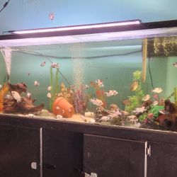 Fish Tank 