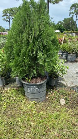 15-Gallon Arborvitae – $100 Each 🌿