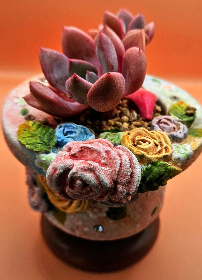 Graptoveria Debbie Cluster Korean Import Succulent