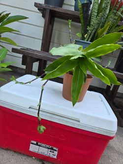 Hanging basket plant