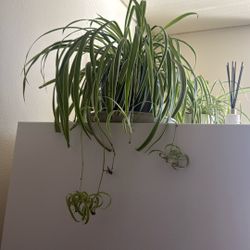 Spider Plant.