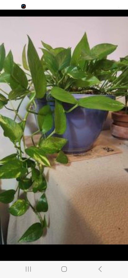 Golden Pothos Houseplant In 12in Plastic Plant Pot