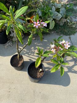 Plumeria plants