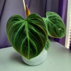 Philodendron El Choco Red. 4"pot 